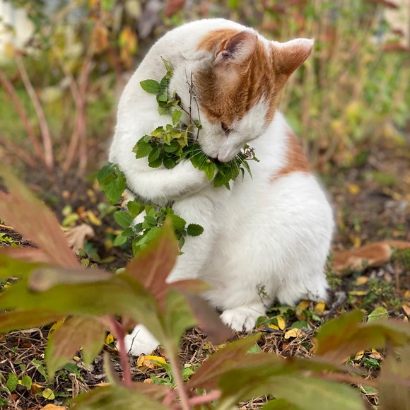 Meet your Posher, Laura - Picture 2 of 4